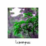 Lemongrass - In the Jungle '2021