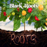 Black Roots - Roots '2024
