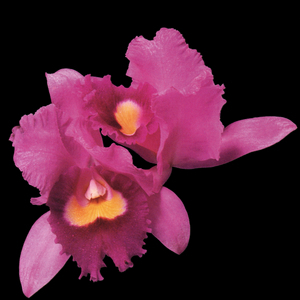 Orchid