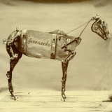 Chadwick Stokes - The Horse Comanche '2015