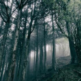 Akira Kosemura - In The Dark Woods '2017
