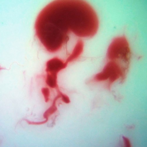 Penelope Three (Mothers Blood Edition)