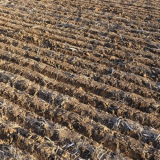 Furrows - A Thin Veneer '2020