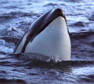 Marine Mammals And Fish Of Lofoten And Vesteralen