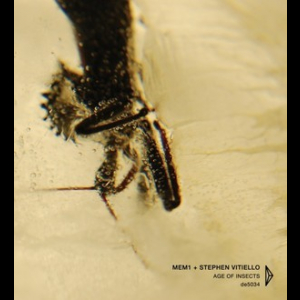 Age Of Insects