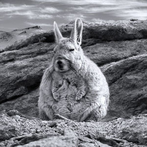 Viscacha