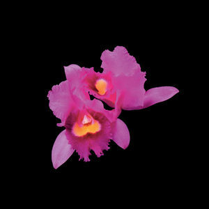 Orchid