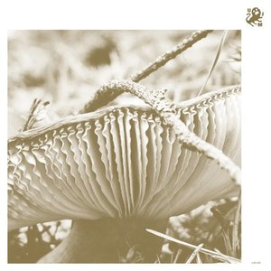Rise & Bloom