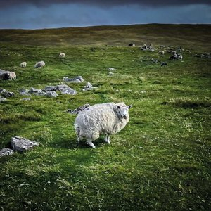 Pastoral