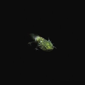 Musica para Domar Monstruos