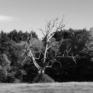 The Lightning Tree
