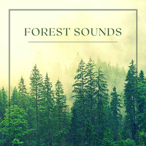 Forest Sounds - Rain, Birds, Wind and Relaxing Music