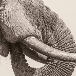World Elephant Day
