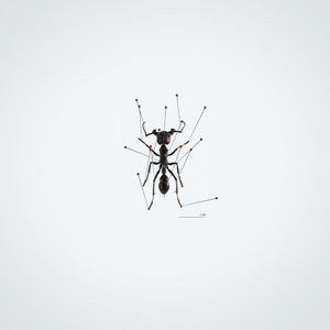 LES FOURMIS DIG
