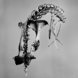 way of the bone