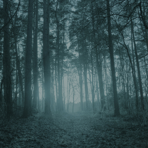 Blue Forest (Limited Edition)