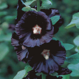 Brick Reds, Black Mauves - Brick Reds, Black Mauves '2019