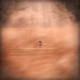 Joy - A Flower in The Sandstorm '2022