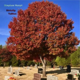 Stephen Houpt - Strictly Tablue '2019