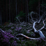 Aho Ssan - Ego Death '2025