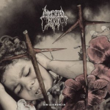 Immortal Bird - Sin Querencia '2024