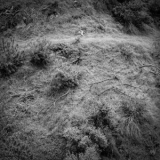 Anna Tivel - Animal Poem '2025