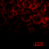 OSI - Blood (bonus Disc) '2009