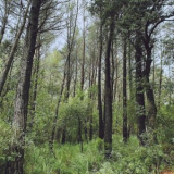 L.A. - Evergreen Oak '2021