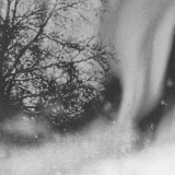Forest Management - Below Sky '2019