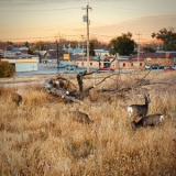 Weird Deers - Reclamation Car Wash '2024