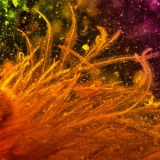 Somniorum - Feather Grass '2019