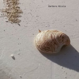 Barbera Nicola - Barbera Nicola '2020