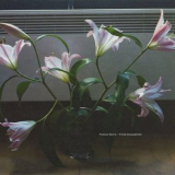 Francis Harris - Trivial Occupations '2018