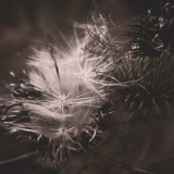 Wodwo - Thistledown '2021