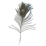 Great Peacock - Making Ghosts '2015