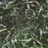 Clearlight - Cohoba '2021