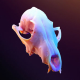 ASHE - Lucid Dream / Bon Echo '2024
