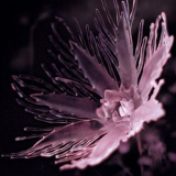 Dania - Listless '2025